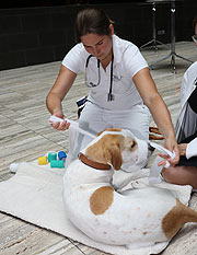 statt Maulkorb kann man sich auch mit einer Maulschlaufe benügen, wenn der Hund unruhig ist (©Fot: Martin Schmitz)